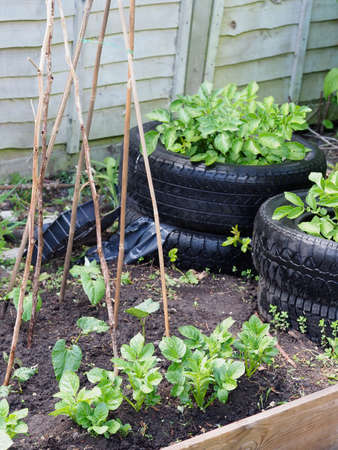 a small vegetable patch in a back garden growing potatoes, runner beans and rhubarbの写真素材