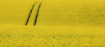 soft focus semi-abstract compressed picture of vibrant yellow rapeseed flower field with two tracks...