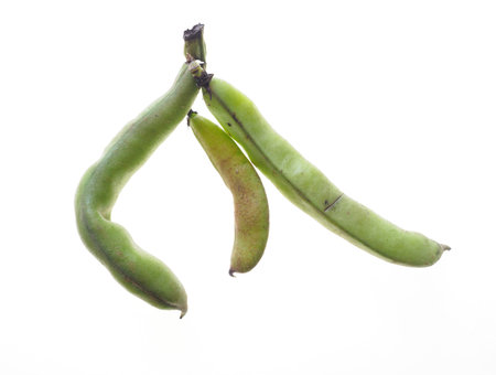 A close-up of some home-grown broad bean pods against a white background