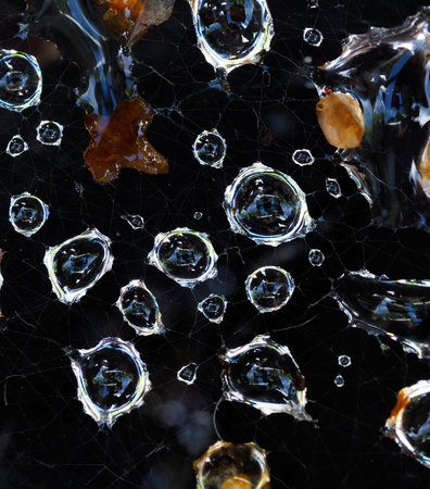 A macro shot of some water droplets caught in a spiders web
