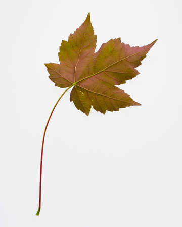 A single colourful vine leave isolated on a white backgroundの写真素材