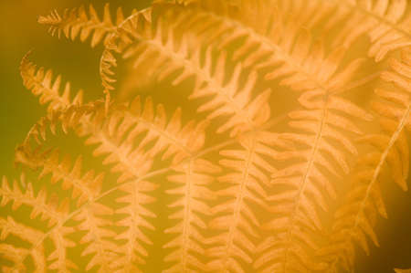 Close-up of a golden bracken leaf glowing in the autumn sunの写真素材