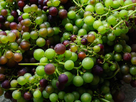 Close up of mixed grapes on stalksの写真素材