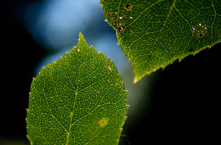 Close-up macro picture of backlit rose leafs showing the intricate structure