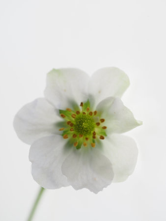A pale white flower on a white background, high keyの写真素材