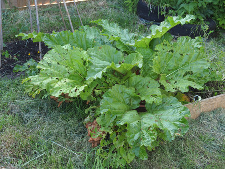 A large rhubarb plant growing in a small vegetable patchの写真素材