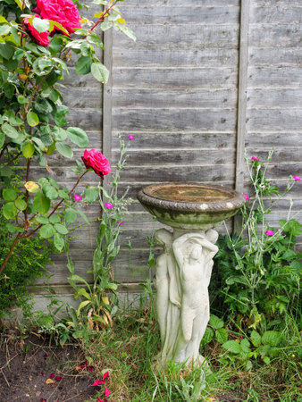 Decorative stonework bird bath full of water next to a fence and rose flowers