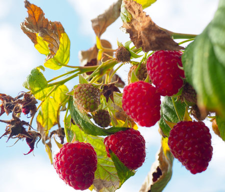 raspberries seen growing on a bush against a blue summer sky