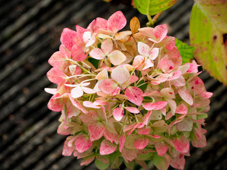 portrait format picture of pink hydrangea flower heads and colourful leaves in Autumn