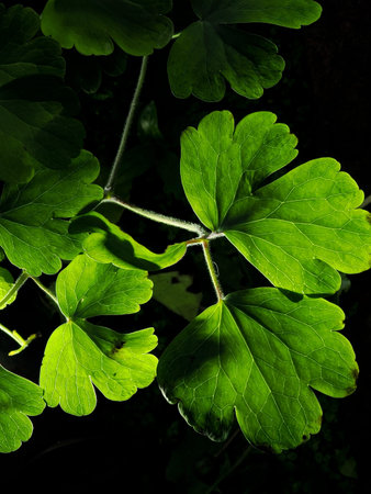 green leaves dramatically backlit by artifial light against a black background