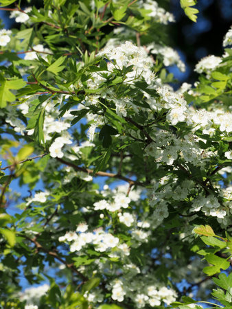 Close-up of beautiful May blossom or Hawthorn flowersの写真素材