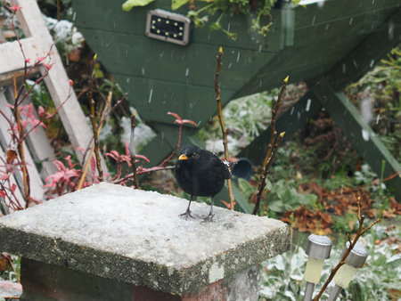 A male Blackbird stood on a wall in winter with snow fallingの写真素材