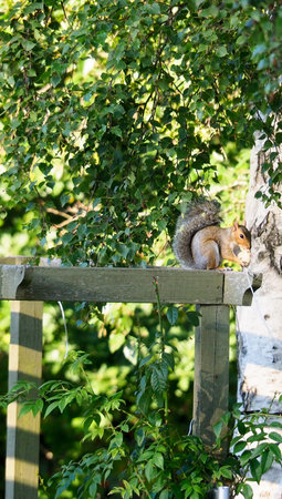 a young grey squirrel sat on a wooden garden pagoda eating food