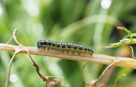 a green and black caterpillar of the large white butterfly on a plant stalk