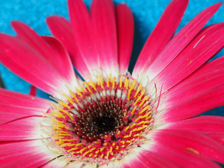 Close-up of a bright pink Djerba daisy flower against shimmering blue backgroundの写真素材