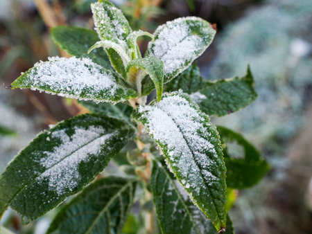 The leaves of a Buddjleia bush covered in frost during the winterの写真素材