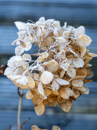 Close-up picture of frost and ice crystals on a skeletal hydrangea flower
