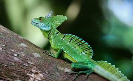 A rainforest Emerald basilisk climbs a tree trunk in Costa Ricaの写真素材