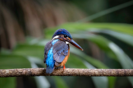 Close-up of a Blue-eared Kingfisher perching on a branchの写真素材