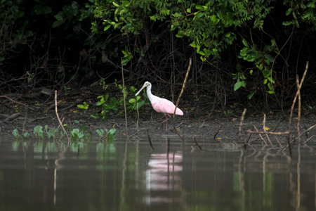 Roseate Spoonbill with reflections in the water, Pantanal, Brazilの写真素材