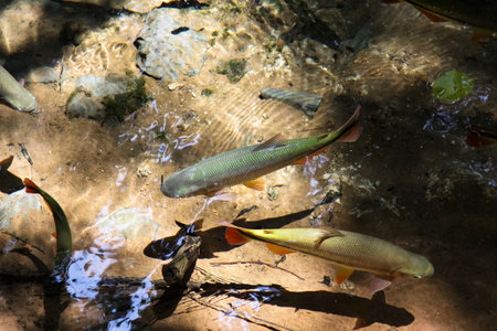 Tropical fishes swimming in a clear sun-drenched rainforest spring, Rio Salobra, Bom Jardim, Mato Grosso, Brazilの写真素材