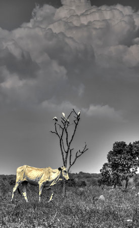 Surreal view of Pantanal cow in habitat, Pantanal Brazilの写真素材