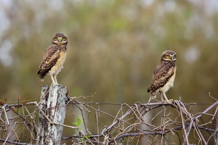 Two burrowing owls perched on a fence, facing camera, Pantanal, Brazil