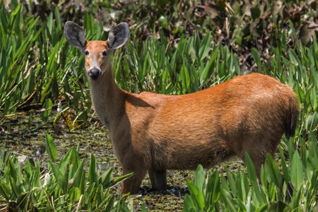Marsh deer in swamp, Pantanal Wetlandsの写真素材