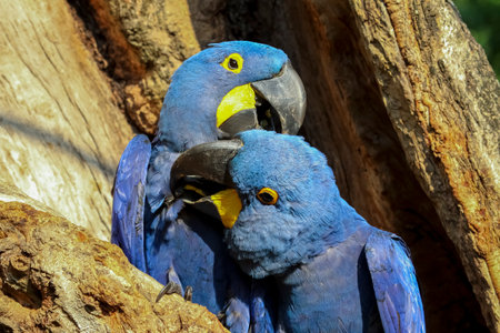 Hyacinth macaws nestle together in a tree hole, Pantanal, Brazilの写真素材