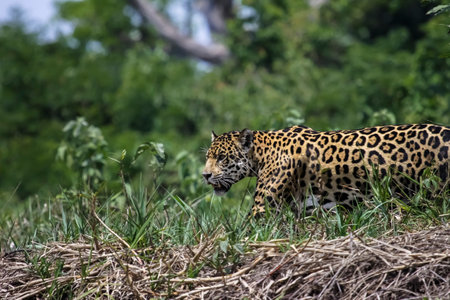 Jaguar in Pantanal, Brazil. Panthera oncaの写真素材