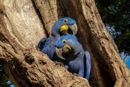 Pair of Hyacinth macaws nestle together in a tree hole, Pantanal, Brazilの写真素材