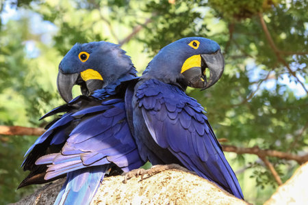 Pair of Hyacinth macaws percherd together on a branch, Pantanal, Brazil