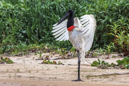 Jabiru stork drying his wings on the riverbank, Pantanal, Brazilの写真素材