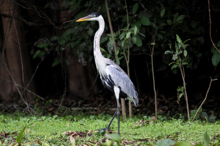 White-necked heron standing in the grass, Pantanal, Brazilの写真素材