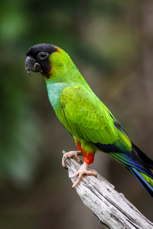 Close-up of a Black-hooded parakeet, Pantanal Brazilの写真素材
