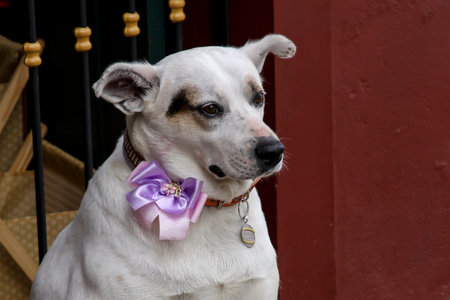 White dog with a purple bow on his head looking at the cameraの写真素材