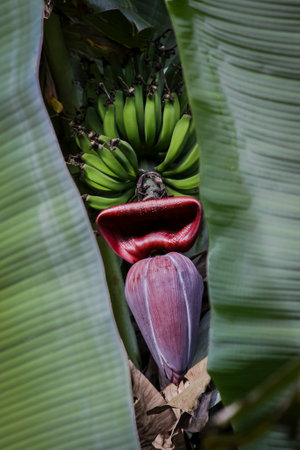Banana blossom with green bananas, view through banana leaves, Brazilの写真素材