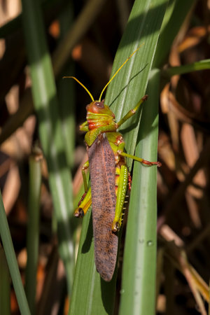 Tropical grasshopper in the Amazon rainforest, Brazilの写真素材