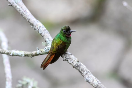 Brazilian ruby sitting on a branch in Atlantic forest against bright background, Itatiaia, Brazilの写真素材