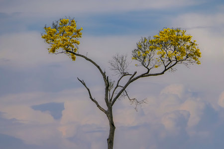 Yellow blooming IpÃ¨ tree with two branches against defocused evening sky background, Chapada dos...