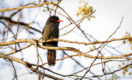 Close-up of a beautiful black fronted nunbird perching on a small branch, looking to the right, bright defocused background, Chapada dos GuimarÃ£es, Mato Grosso, Brazil, South Americaの写真素材