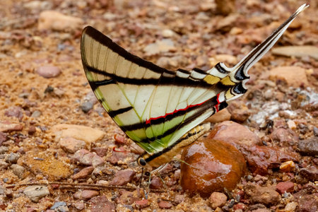 One filigree colorful butterfly sucking water from stones on the red ground, Chapada dos GuimarÃ£es, Mato Grosso, Brazil, South Americaの写真素材