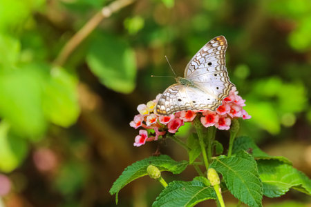 Wonderful Amazonian butterfly sitting on a pink blossom with spread wings, Amazonia, San Jose do Rio Claro, Mato Grosso, Brazilの写真素材