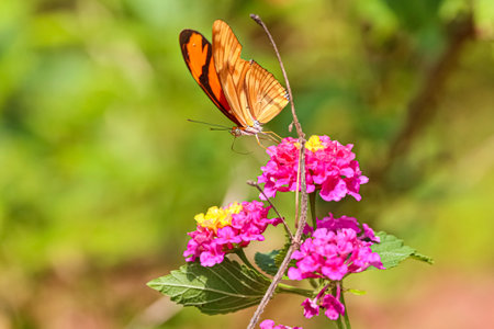 Orange-black tropical Butterfly sucking on a pink blossom with yellow top, defocused background, Amazonia, San Jose do Rio Claro, Mato Grosso, Brazilの写真素材