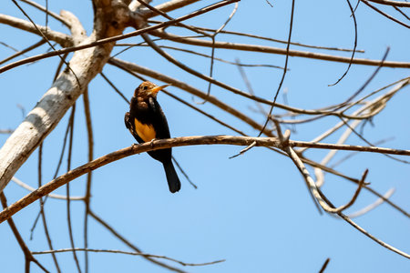Brown Jacamar perching on a leafless tree against blue sky, looking to the right, Amazon rainforest, San Jose do Rio Claro, Mato Grosso, Brazilの写真素材