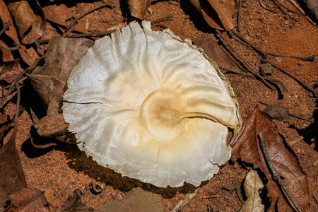 Close-up of a big white seed lying on deep red soil in the sunlight, Jardim d`Amazonia, San Jose do...