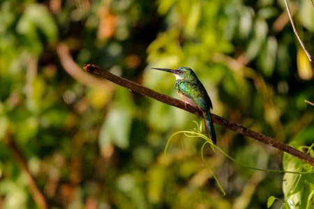 Rufous-tailed Jacamar perching on a tree branch against defocused natural green background, looking to the left, Amazon rainforest, Mato Grosso, Brazilの写真素材