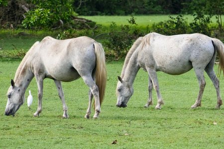Two Pantanal horses grazing on a lush green meadow in the Pantanal Wetlands, Mato Grosso, Brazilの写真素材