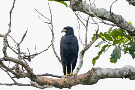 Great Black Hawk perching on a bare tree branch against bright background, Pantanal Wetlands, Mato...
