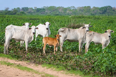 A group of typical Pantanal cattle standing in a green field, facing camera, Pantanal Wetlands, Mato Grosso, Brazilの写真素材